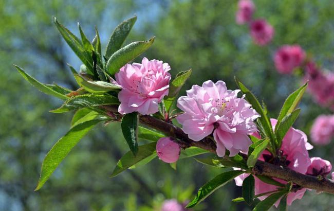 香菇菜谱名-香菇菜式