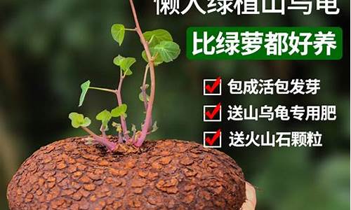 金不换植物图片及功效-金不换植物